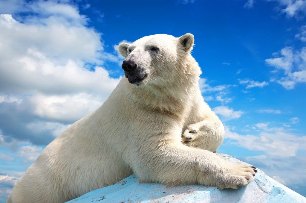 Are Polar Bear Diamonds Extinct? 5fc972508d7cb.jpeg
