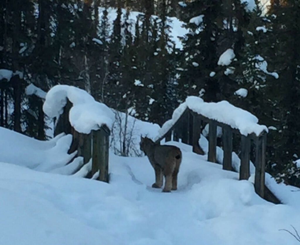 Lynx Spotted On Frame Lake Trail 5fc98ee8ecec8.jpeg