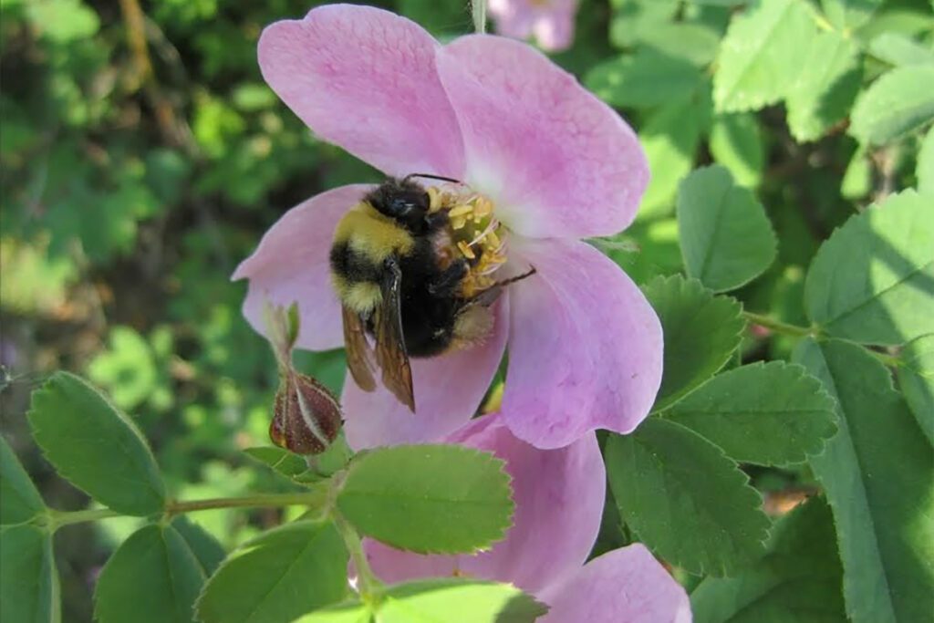 Wildlife Week: The Beautiful Buzz Of Bees And Why They Matter So Much 5fc9344c054ce.jpeg