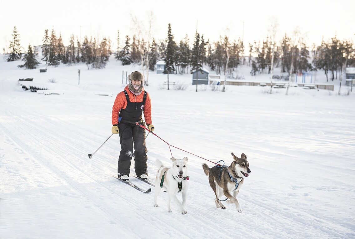 Skijoring husky shop